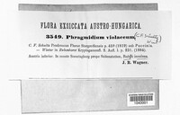 Phragmidium violaceum image